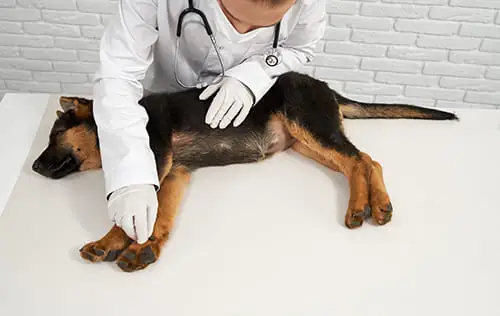 Dog Rescue and Treatment